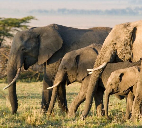 Wildlife Spotlight: The African Elephant